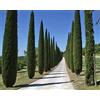 Vivaio di Castelletto Cipresso nero Cupressus sempervirens Pyramidalis pianta sempreverde in vaso ø9 cm Vivaio di Castelletto