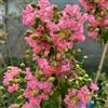 Vivaio di Castelletto Lagerstroemia indica Rosa pianta in vaso ø19 cm Vivaio di Castelletto