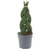KENTIS - Sansevieria Cylindrica Braid - Piante Purifica Aria da Interno Vere - H 20-30 cm Vaso Ø 12 cm