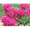 Generico Pianta di Lagerstroemia pink rosa vs 18, foto reali, Cespuglio fiorito