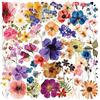 Satiskid 50 adesivi con fiori secchi pressati, adesivi per computer portatile, adesivi per custodia del cellulare, piante naturali in PET, impermeabili, per scrapbooking, diari, fai da te