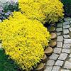 Saterkali Semi di timo strisciante, 400 Pz/borsa Semi di timo strisciante Ad alto rendimento Semi di bonsai perenni facili da coltivare per prato Giallo
