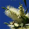 le Georgiche Vivai le Georgiche - Pianta vera di Callistemon citrinus Albus Callistemon citrinus 'White Anzac' Scovolino 'White Anzac' - vaso Ø 19 cm - altezza alla vendita 40-60 cm