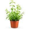 Febo Garden Lippia Citriodora, Verbena Odorosa, Citronella Altezza circa 70 cm, Vaso 14 cm, Pianta Aromatica Profumata con Foglie Lanceolate