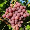 Vivai Decandia Giovanni PIANTA DA FRUTTO UVA RED Compatible with GLOBE in vaso età 2/3 anni (foto reali)