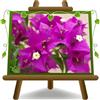 EURO PLANTS VIVAI Bougainville Sanderiana a Cespuglio pianta ornamentale