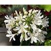 Flora Import Agapanthus Aficanus bianco - Agapanto bianco - Calibro Superiore (1)