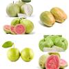 Generic guava - rari colonnari guaiava giardino resistenti cespugli di bacche frutteto sostenibili vaso resistenti, adatte 60semi