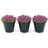 POWERS TO FLOWERS - DELOSPERMA FUCSIA, MESEMBRIANTEMO RIFIORENTE, 3 PIANTE IN VASO 14 cm DIAMETRO, piante vere