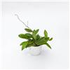 le Georgiche Vivai le Georgiche - Pianta vera di Hoya pubicalyx Fiore di cera, Fiore di porcellana - vaso Ø 12 cm - altezza alla vendita 0-10 cm