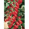 Generico piantine da orto pomodori melanzane peperoni (pom.datterino rosso 10 piante)