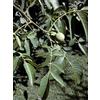 HERBOPLANET Srl MSA JUGLANS REGIA 50ML