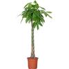 Bloomique - Pachira Aquatica - Albero dei Soldi - Cacao d'Acqua - Pianta da Interno - Purifica l'Aria - Facile da Curare - Alta 120-140 cm - Vaso 27 cm