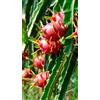 Generico Pitaya (Frutto del Drago) - Pianta a Frutto Rosso con Polpa Bianca in Vaso 13