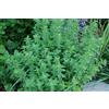 PRGN 1 PIANTA DI ORIGANO IN VASO 14CM aromatiche orto giardino