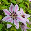 le Georgiche Vivai le Georgiche - Pianta vera di Clematis Nelly Moser Clematide 'Nelly Moser' - vaso Ø 15 cm - altezza alla vendita 40-60 cm