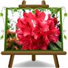 EURO PLANTS VIVAI Rhododendron Rosso Erato' Pianta Ornamentale Vaso 22 cm