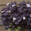 Vivaio Garden Forest Oxalis Triangularis Pianta Ballerina