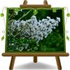EURO PLANTS VIVAI Lagerstroemia Indica o Mirto Crespo Cespuglio Bianca Vaso 24 cm