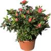 Generico Azalea da Esterno in Vaso 22 Cm | Pianta Acidofila Sempreverde con Fioritura Primaverile | Prodotta in Italia | Chioma 40-50 cm | Vaso Riciclato (Rosso fiore doppio)