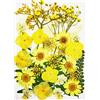 KtbeYTi Naturali Pressati Fiori per Resina Epossidica Gioielli Art Craft Fiori Pressati Secchi Reali per Scrapbook Artigianale Decorazioni Floreali (Giallo)