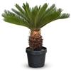 Générique Cycas revoluta - palma - stip 25 cm - 80-90 cm - ⌀ 30 cm - pianta da esterno