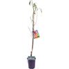 eGarden.store Albero di Pesco pianta di pesco Età 2 anni già innestata pianta da frutto di pesca pianta vera in vaso di pesche venduta da eGarden.store (Tabacchiera Precoce)
