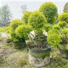 Generic ligustro sempreverde da siepe sempreverdi Ligustrum lucidum da appartamento che purificano l'aria rare decorazioni giardino per esterni resistenti in vaso resistenti per 200semi