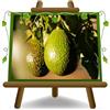 EURO PLANTS VIVAI Avocado varietà Bacon pianta da Frutto Esotico o Tropicale