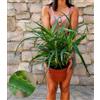 POWERS TO FLOWERS - ALOE ARBORESCENS, VASO 20CM DIAMETRO, PIANTA DI ANNI 6 Pianta vera