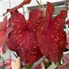 Generic caladio sostenibili Caladium bicolore stanza con d'ombra da ufficio sempreverdi Decorazioni da giardino resistenti per il soggiorno autunnali, resistenti, 350semi