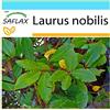 SAFLAX - Confezione regalo - Alloro - 6 semi - Laurus nobilis