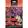 Semillas Batlle Verbena Nano compatta