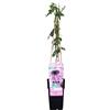 Bloomique - Passiflora 'Purple Haze' - Fiore della passione - Viola - Rampicante - Pianta da giardino - Resistente al freddo - Alta 50-70 cm - Vaso da 15 cm