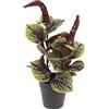 Flair Flower Pianta artificiale di peperomia in seta, pianta in vaso, pianta artificiale, pianta in vaso, pianta artificiale, pianta decorativa, grande pianta verde, decorazione