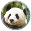 Deluxebase Magnidome Panda Magnete Panda per Frigo in Vetro di Cristallo per Bambini. Splendide cupole magnetiche per la decorazione della casa