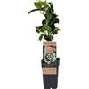 Generico Passiflora Edulis su vaso alto cm 14 Frutto della Passione