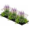 vdvelde.com vdvelde - Set Piante Anti-Zanzare per Laghetto - Set da 3 - Isola Galleggiante con 12 Piante Acquatiche - Contro Zanzare e Larve - Set Completo con Cestello, Substrato & Fertilizzante