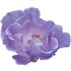 Rose Barni Pacific Dream®, rosaio vivo Rose Barni®, rosa blu violetto in vaso, pianta folta e compatta, habitus compatto, adatta coltivazione in vaso, resistente ai parassiti, rifiorente fino autunno cod.72077