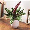 Generic 1 PIANTA DI CALATHEA INSIGNIS IN VASO 11CM DA INTERNO APPARTAMENTO antinquinamento