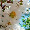 Vivaio di Castelletto Lagerstroemia indica Bianca pianta in vaso ø19 cm Vivaio di Castelletto