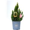 Vannucci Piante - Euonymus benkomasaki Erecta, Evonimo benkomasaki Erecta, Pianta vera in vaso, Pianta da siepe, Pianta da terrazzo, Arbusto sempreverde