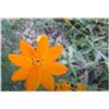 Seeds & Plants Shop by Ipsa Pezzi - 10x Cosmos Sulphureus Cosmos Giardino Piante - Seme B467 - Seeds & Plants Shop by Ipsa