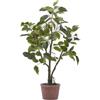 FICUS C/VASO H60