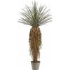 YUCCA C/VASO H.122