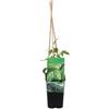 Bloomique - Humulus lupulus - Luppolo - Adatta alla birrificazione - Rampicante - Piante da giardino - Resistente al freddo - Alta 50-70 cm - Vaso 15 cm