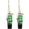 Bloomique - Set di 2 - Humulus lupulus - Luppolo - Adatta alla birrificazione - Rampicante - Resistente al freddo - Alte 50-70 cm - Vaso 15 cm