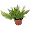 Vivaio Garden Forest Asparagus densiflorus Meyersii Coda di Gatto | Pianta ornamentale, Per vaso e cesti sospesi, Fusti arcuati ricadenti, Verde brillante