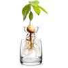Yaoxianwu - Vaso in vetro per albero di avocado, kit per la coltivazione di alberi di avocado, vaso per fiori e ghiande, vaso in vetro per casa, tavolo, scrivania, decorazione per interni