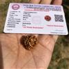 LAB CERTIFICATE 4 Mukhi RUDRAKSHA Charmukhi Rudraksh 4 Face Rudraksham 1 pezzo